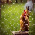 Home Garden Chicken Hexagonal Wire Malha de rede